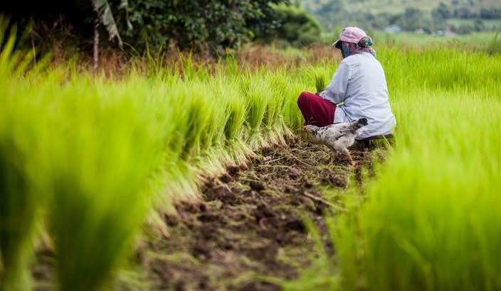 CLAIMS OF WIDESPREAD NON-RENEWAL OF RICE FARM LEASE IN BUA IS FALSE